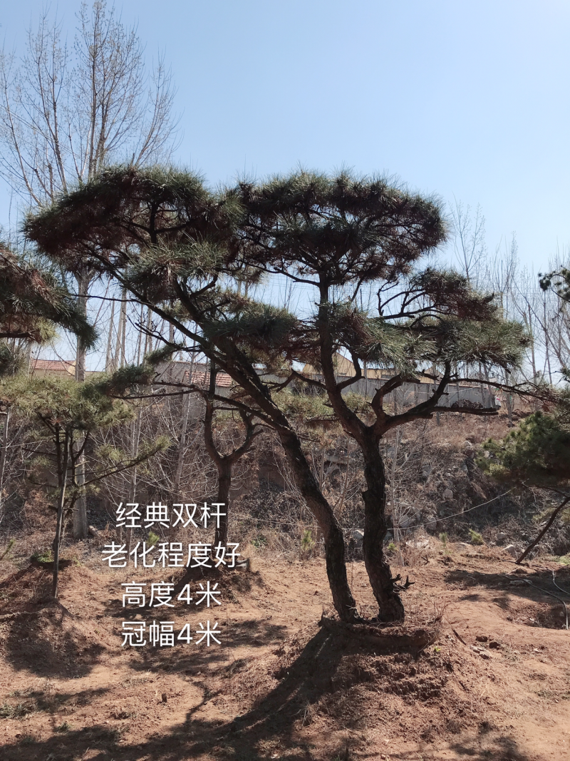 造型松