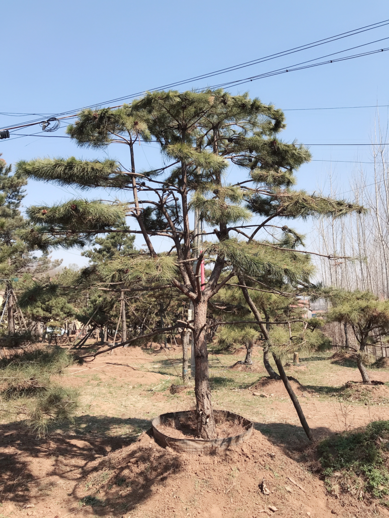 造型松
