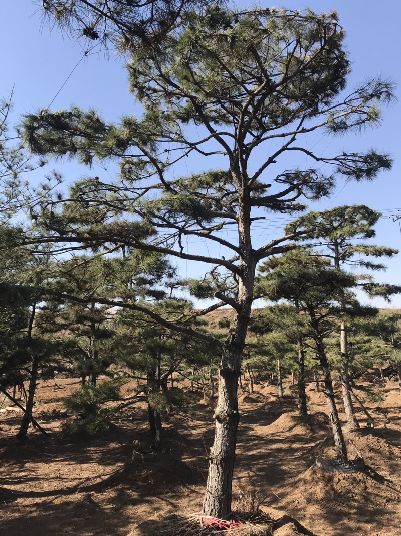 造型松