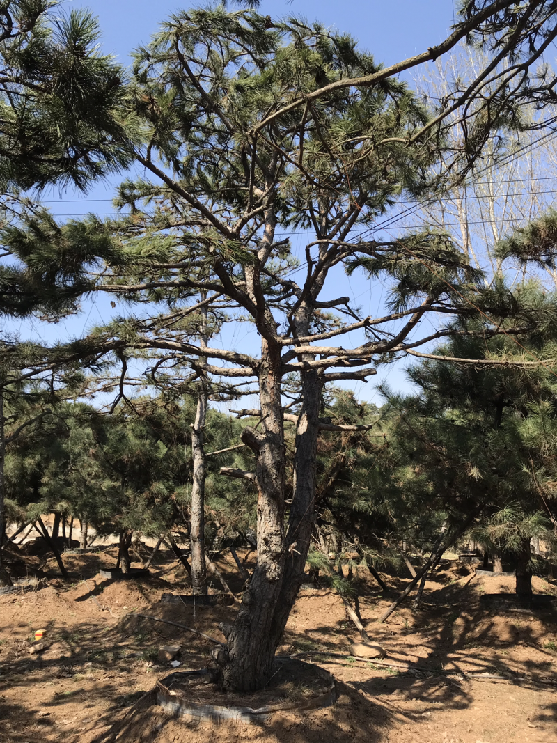 造型松