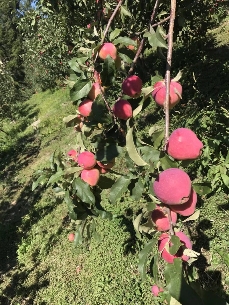 牛奶苹果树苗