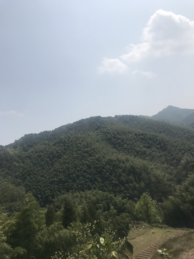 水煮笋干农家日晒毛竹干笋