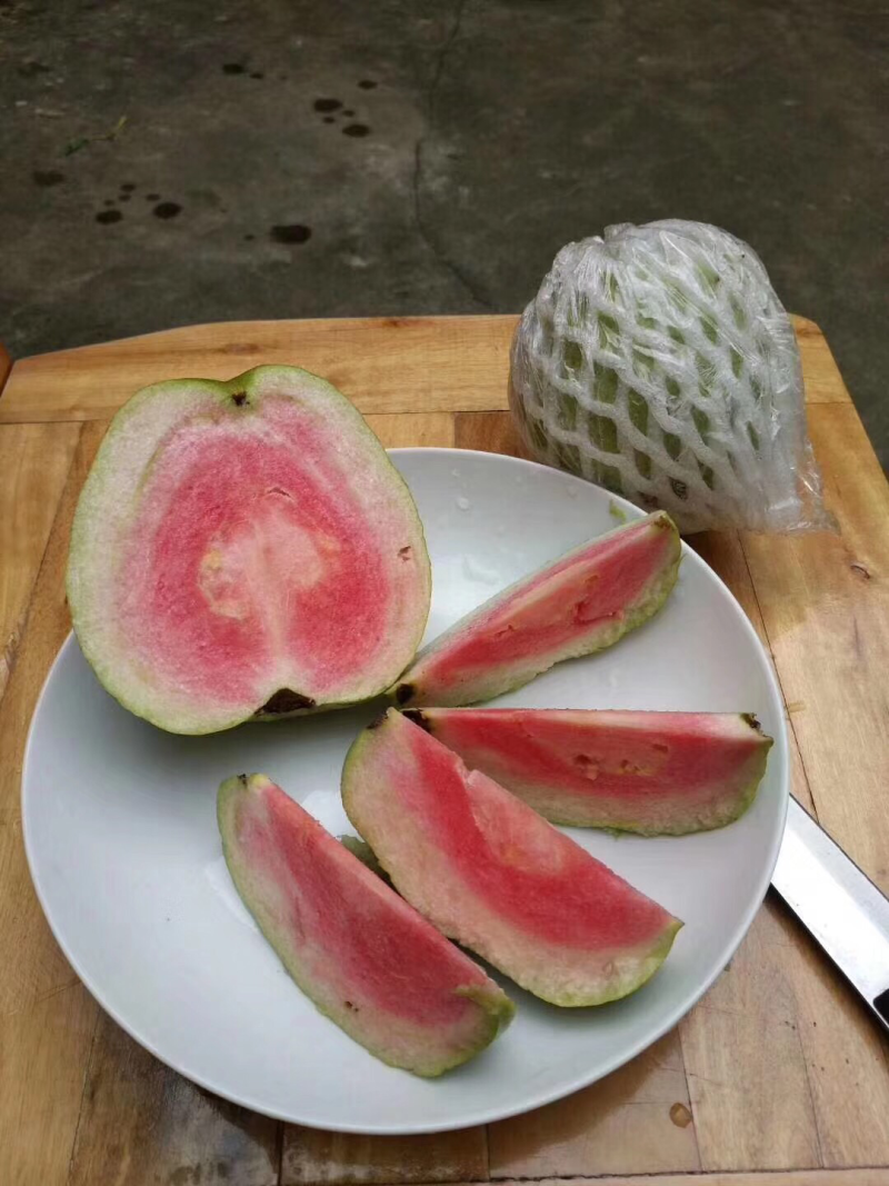 红宝石芭乐苗红宝石少籽芭乐苗红宝石少籽番石榴苗。