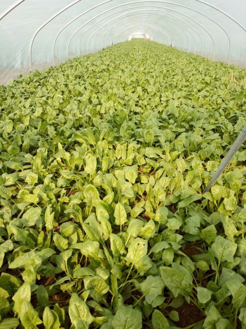 越冬菠菜25~30厘米