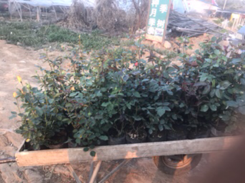品种月季