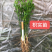 大量供应优质枳壳芽苗（枸桔苗）根系发达，货真价实