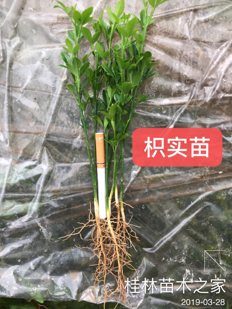大量供应优质枳壳芽苗（枸桔苗）根系发达，货真价实