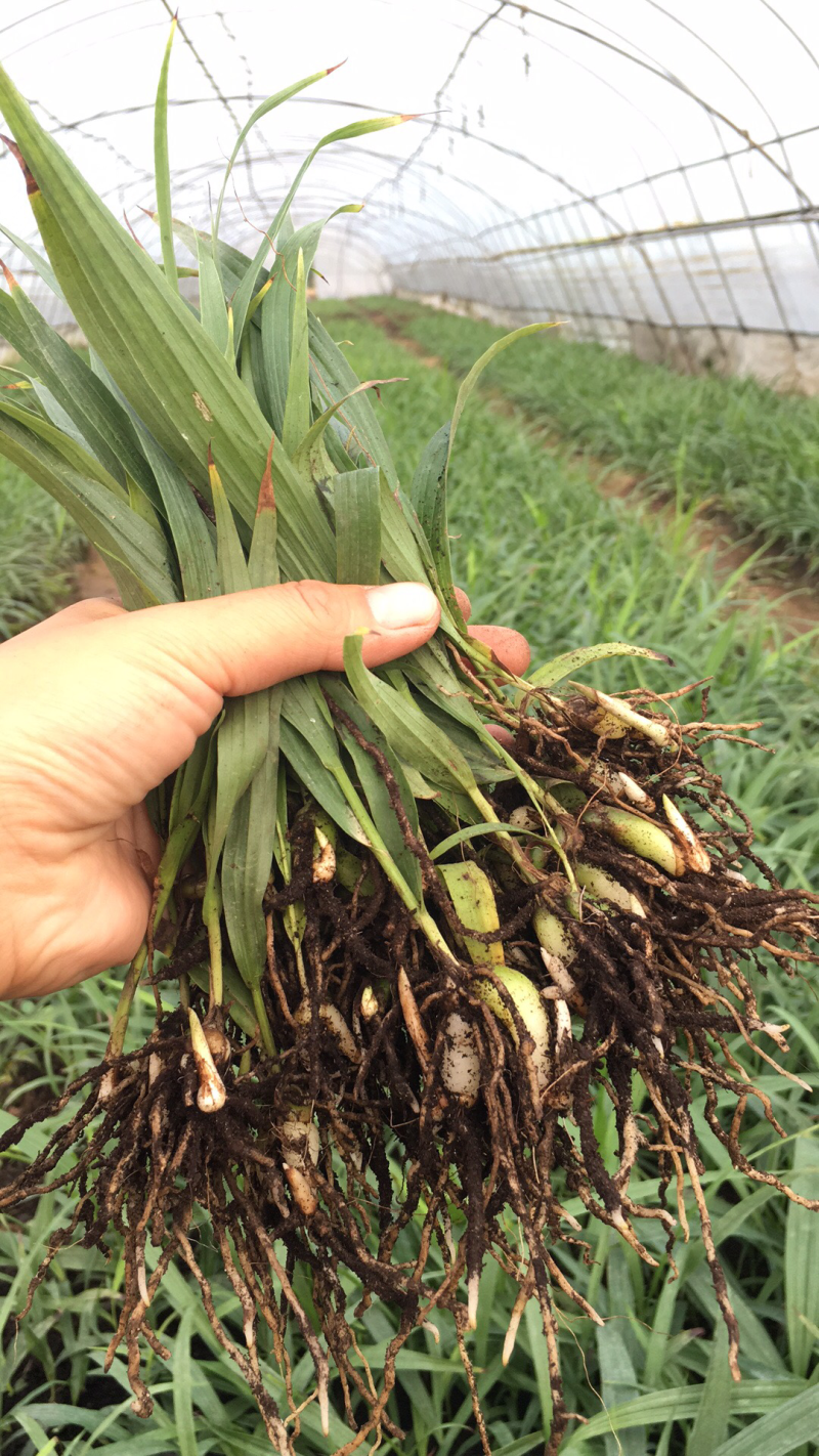 三叉白芨种苗紫花三叉白芨苗药典品种宽叶紫花白芨苗