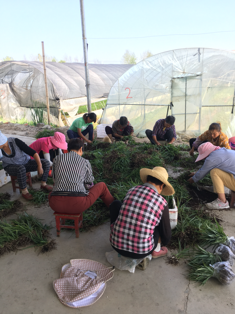 三叉白芨种苗紫花三叉白芨苗药典品种宽叶紫花白芨苗