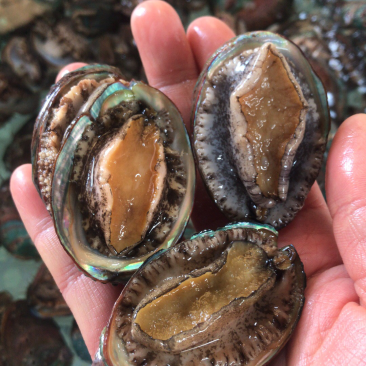 鲜活小鲍鱼