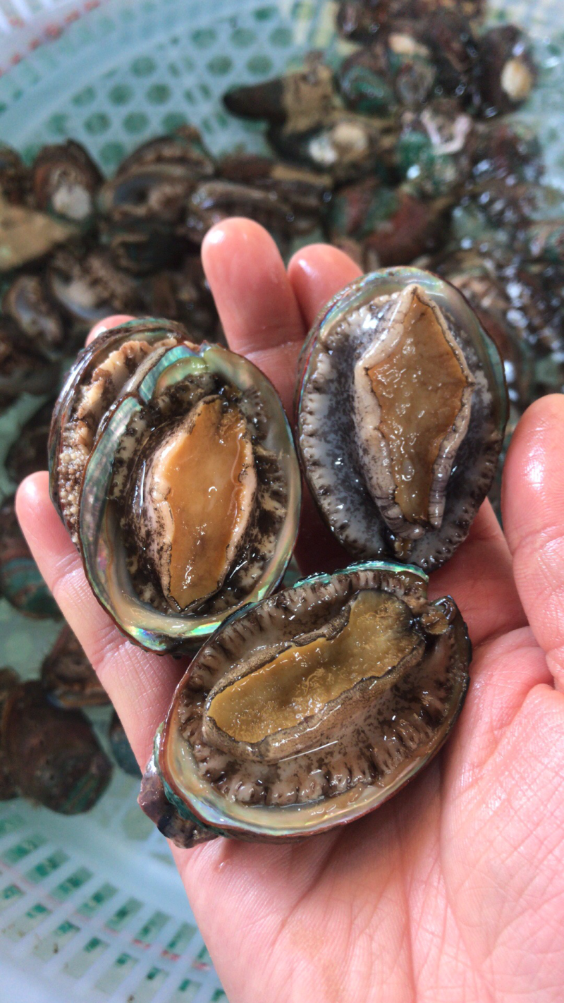 鲜活小鲍鱼
