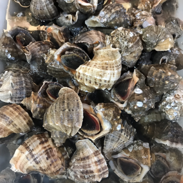 地笼小海螺