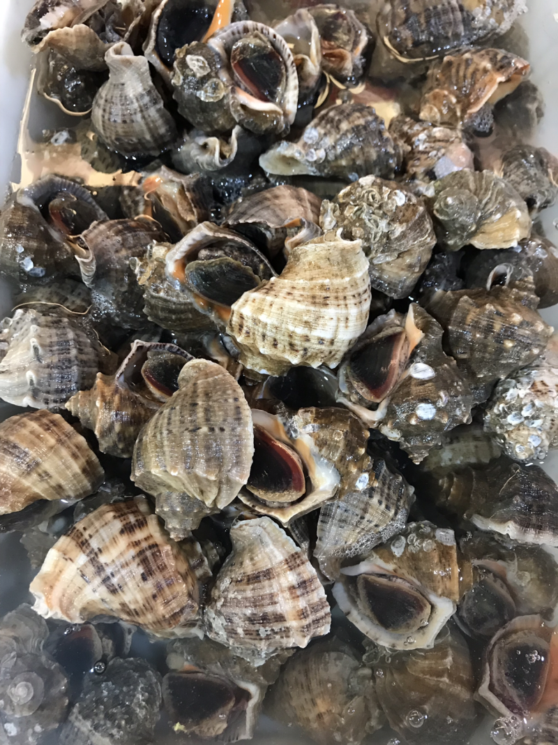 地笼小海螺