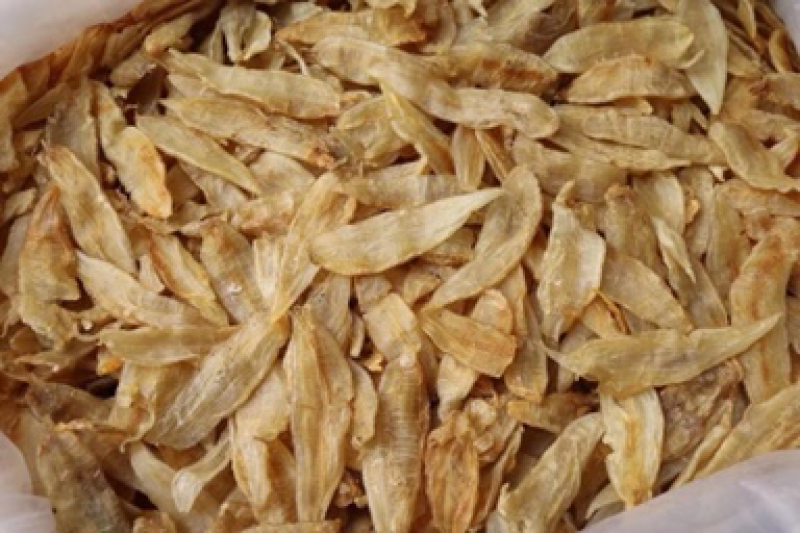 清水120头南美鳘鱼胶，金龙条。新款新货