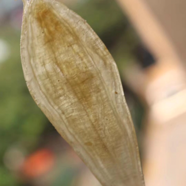 清水120头南美鳘鱼胶，金龙条。新款新货