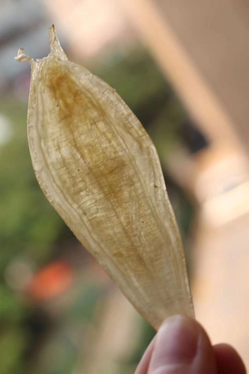 清水120头南美鳘鱼胶，金龙条。新款新货