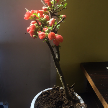 海棠花遍贴海棠花长寿冠海棠盆景垂丝海棠花海棠花