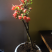 海棠花遍贴海棠花长寿冠海棠盆景垂丝海棠花海棠花