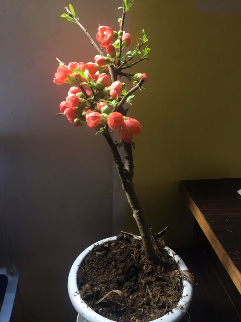 海棠花遍贴海棠花长寿冠海棠盆景垂丝海棠花海棠花