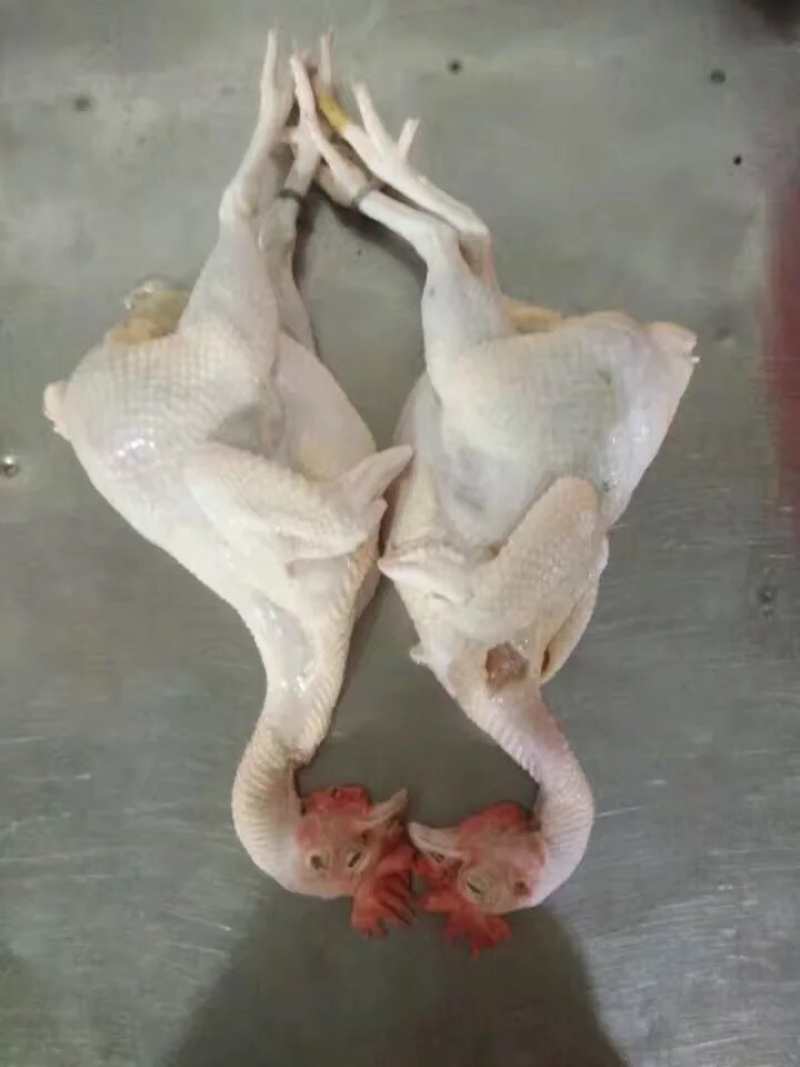（现杀现发）正宗清远鸡冰鲜出货，整只装