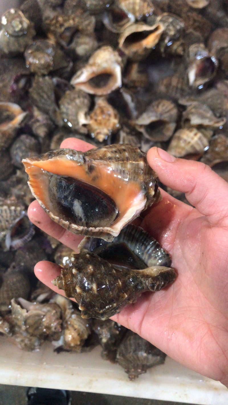 地茏海螺
