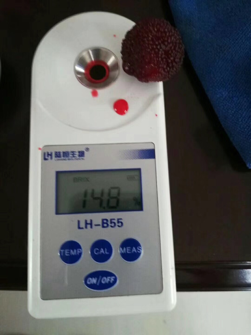 新鲜杨梅现采现发！东魁杨梅！