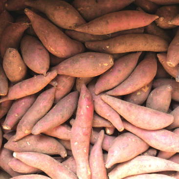 小香薯