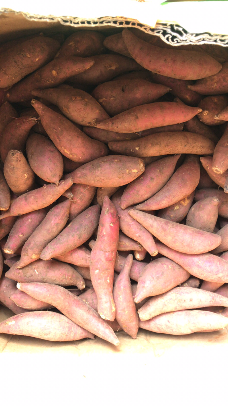小香薯