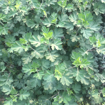 艾草艾苗