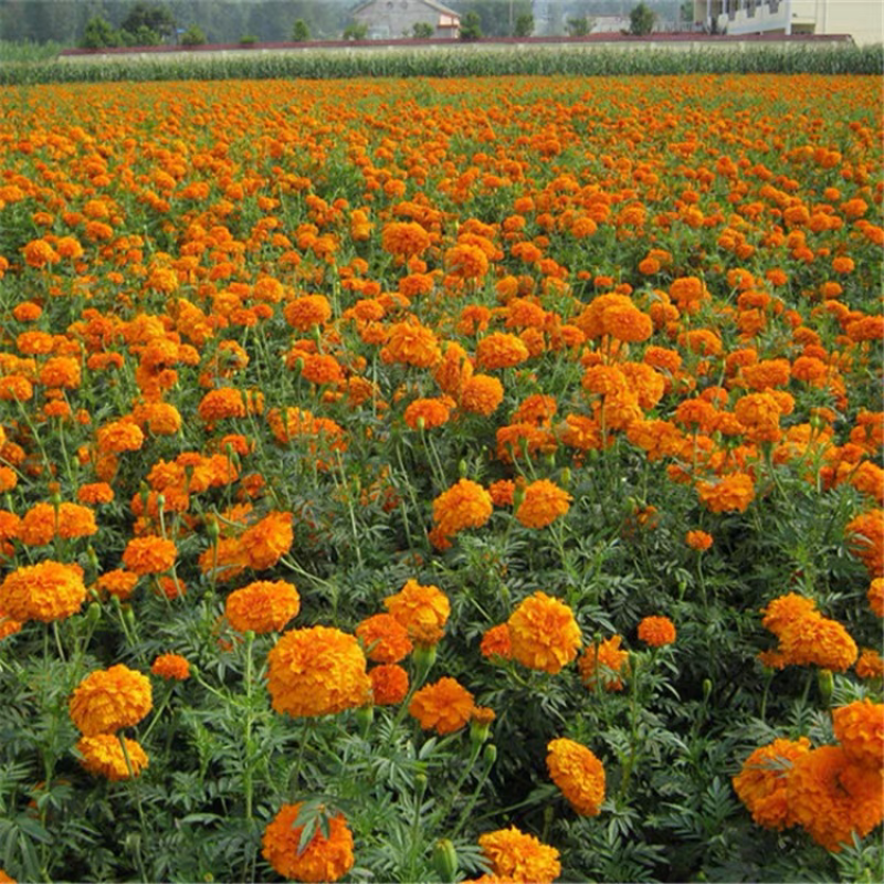 万寿菊种子菊花种子四季易活混色臭芙蓉花种籽子驱蚊盆栽种籽
