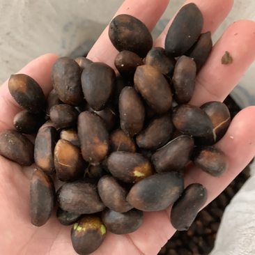 枇杷种子占地果树种子新采一级枇杷树种子琵琶种子果