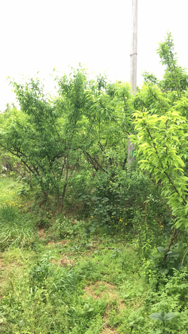 李子树，青脆李，6/15公分高度3-5米冠幅2-4米。