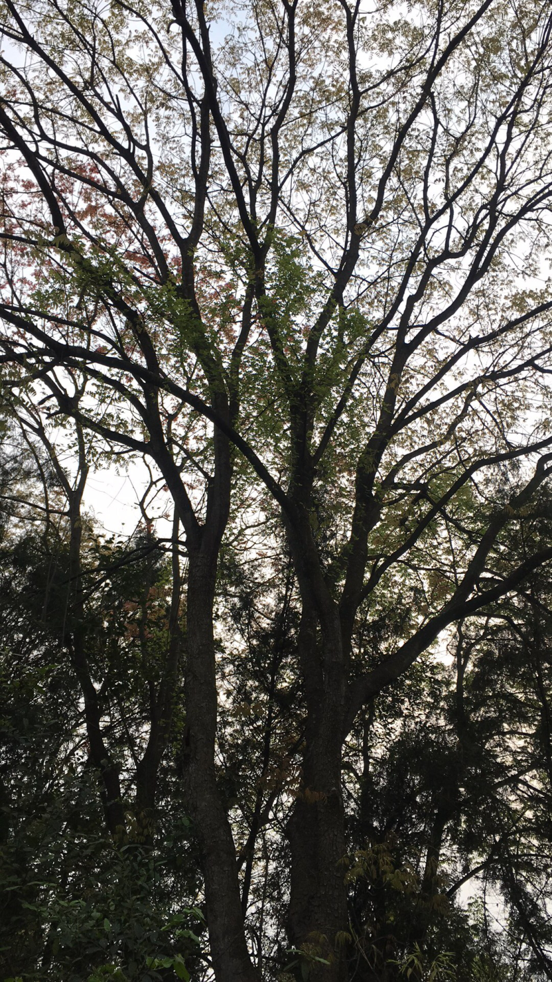 出售15-80的黄莲木，高度6-14米冠幅4-7米，分枝