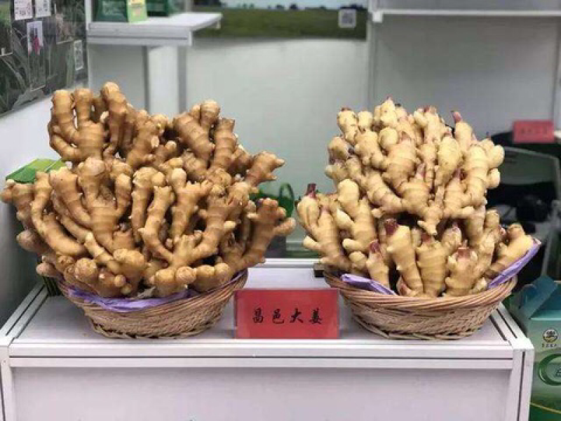 昌邑大姜品质超好大量上市