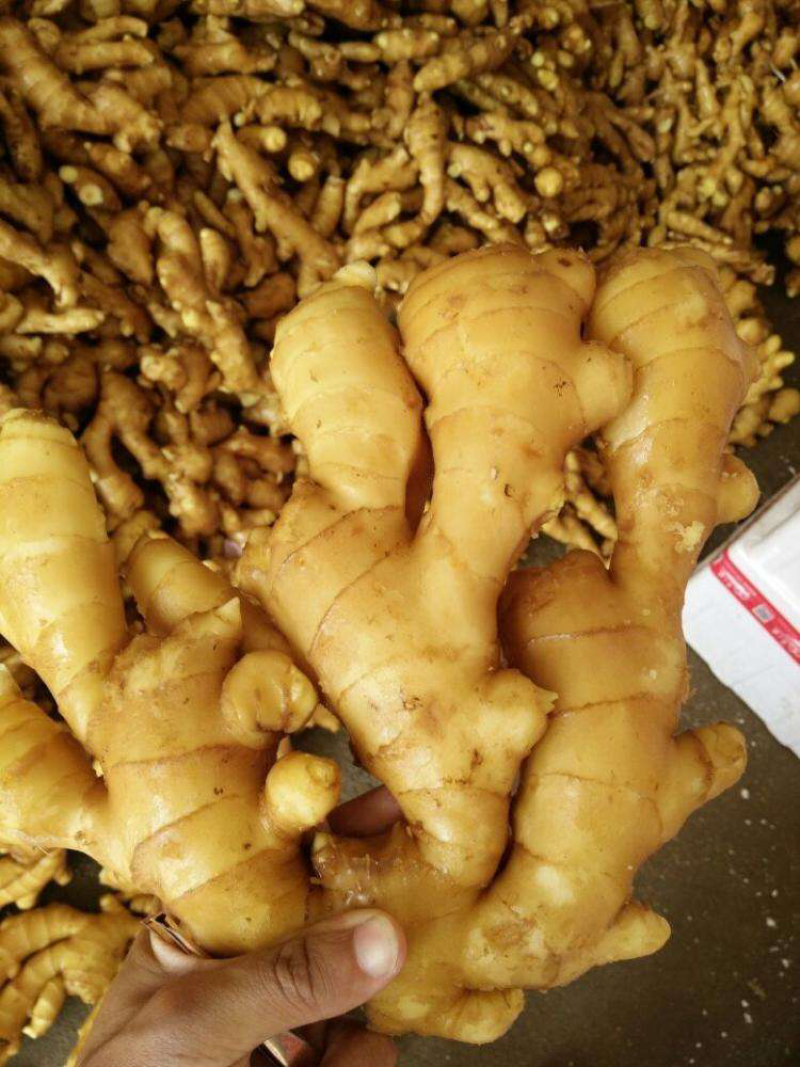 昌邑大姜品质超好大量上市