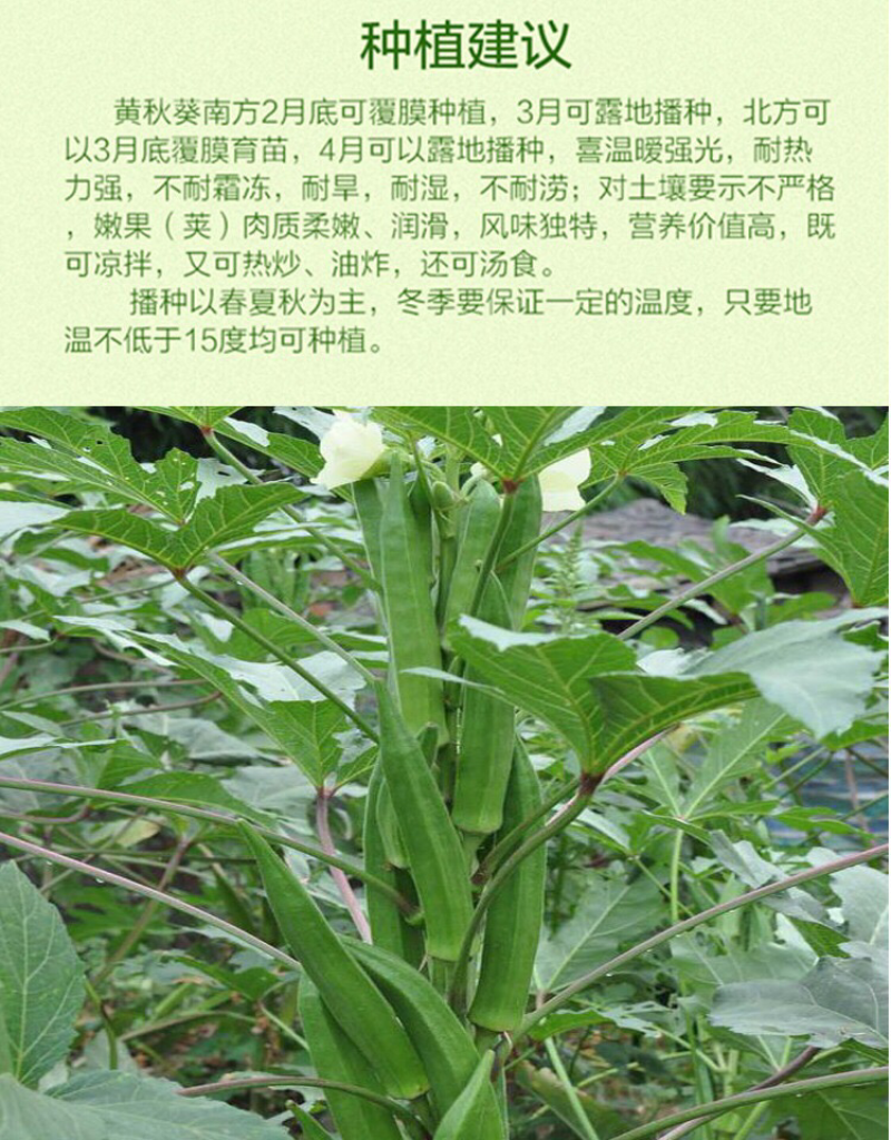 营养钵装洋辣椒苗黄秋葵苗