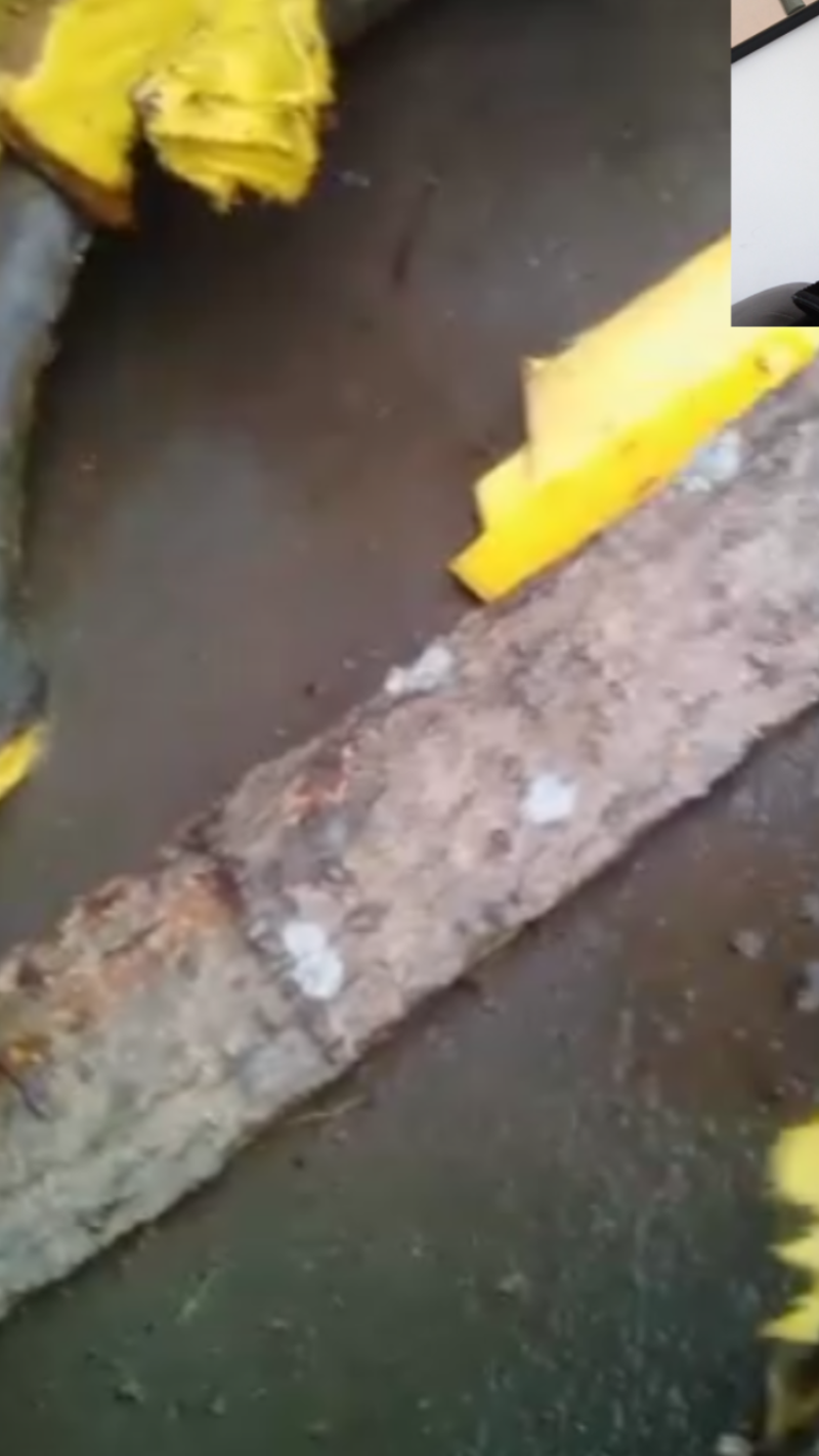 黄柏正在采摘中