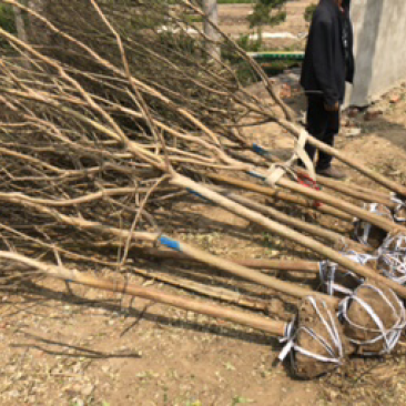 紫薇树苗-紫薇小苗-百日红批发价格红花紫薇产地批发