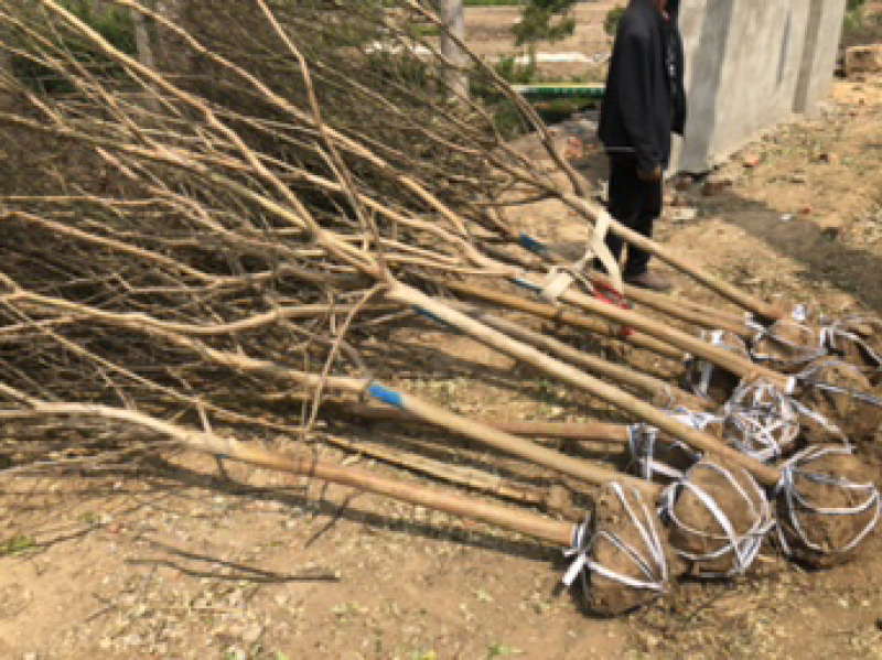 紫薇树苗-紫薇小苗-百日红批发价格红花紫薇产地批发