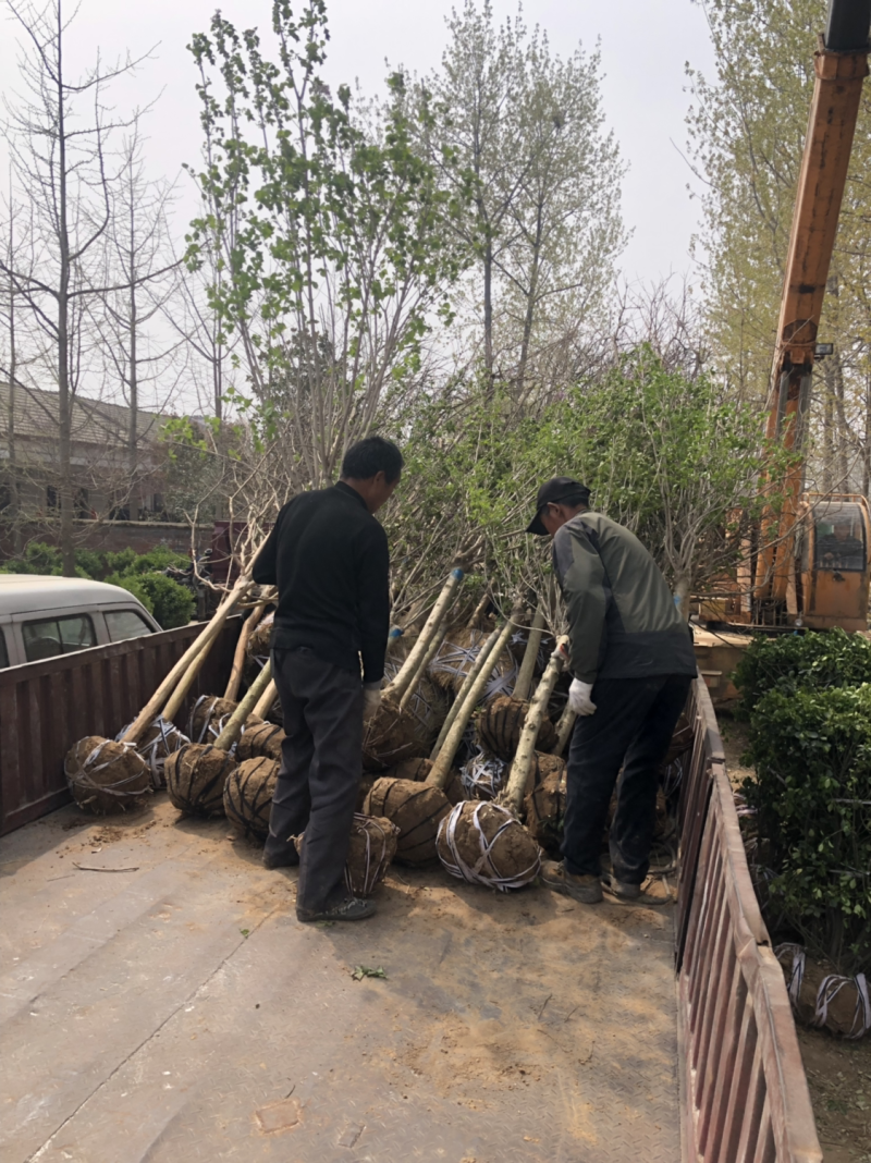 紫薇树苗-紫薇小苗-百日红批发价格红花紫薇产地批发