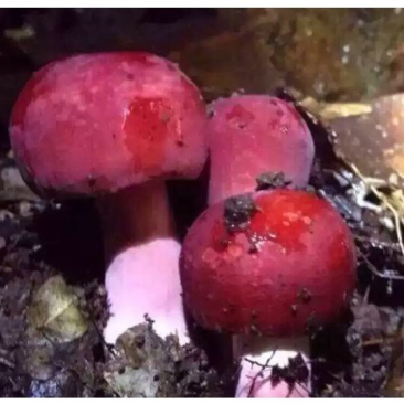正宗野生红姑