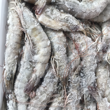 海洋大对虾