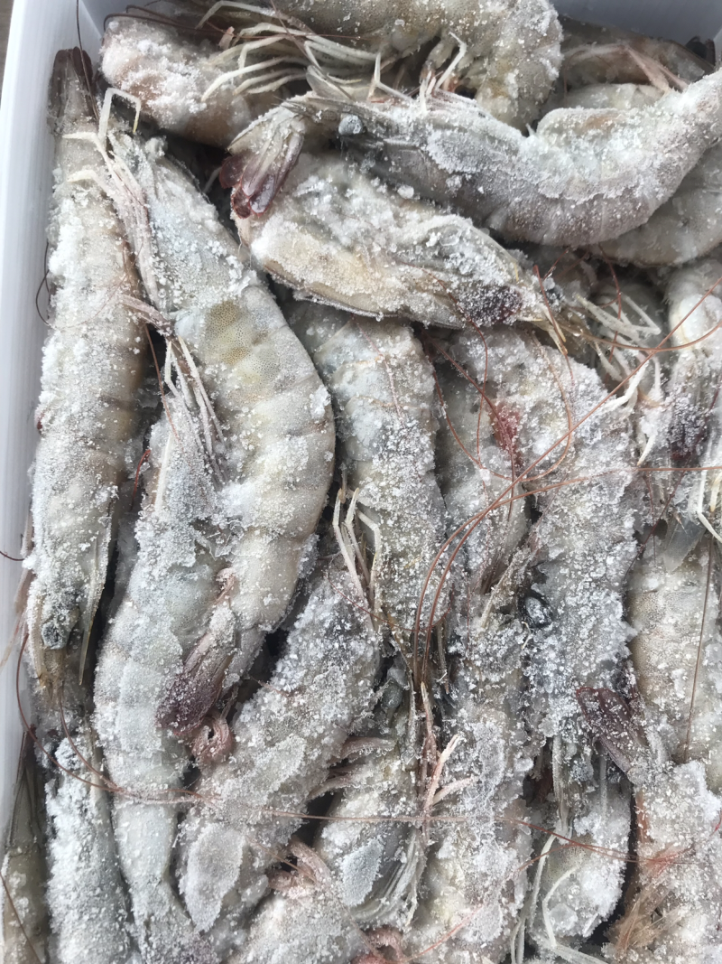 海洋大对虾