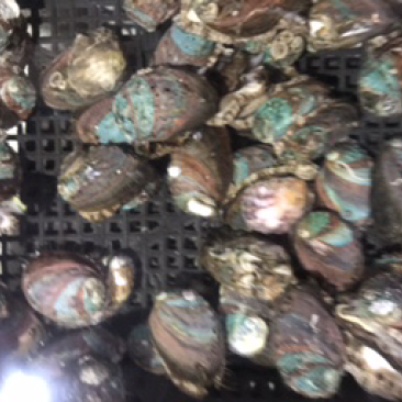 鲜活的小鲍鱼。