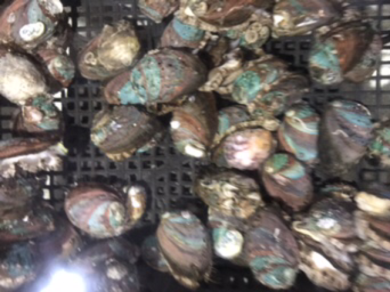 鲜活的小鲍鱼。