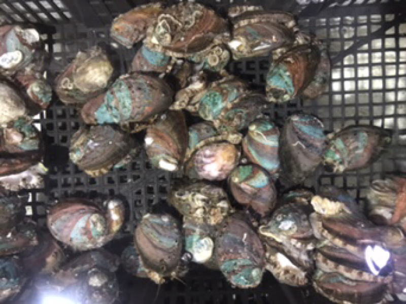 鲜活的小鲍鱼。