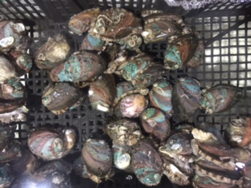 鲜活的小鲍鱼。
