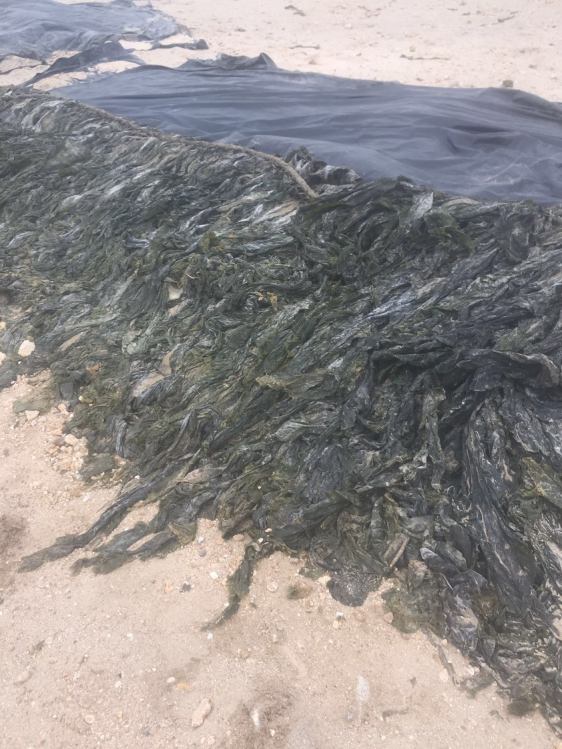 海带