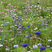 矢车菊种子花种子混色草花种子景观庭院绿化春秋播易种易活花