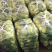 油菜精品油菜，上海青产地一手货源。大量上市。